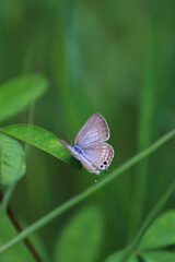 butterfly on leaf