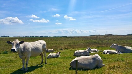 White cows resting on a green pasture under a blue sky.