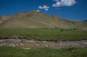 Herd of horses on a pasture near Tash Rabat in Kyrgyzstan