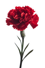 Red carnation