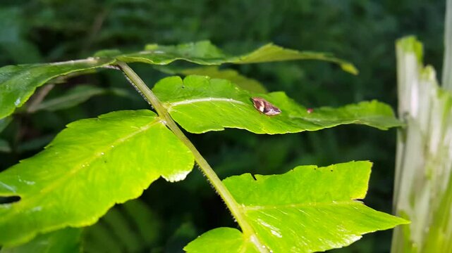 Aphrophora alni (froghopper) camouflages on the leaves. Perfect for documentaries on tropical rainforests and World Nature Conservation Day on 28 July. European alder spittle bug,