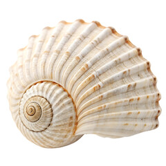 Sea shell on transparent background. Png File
