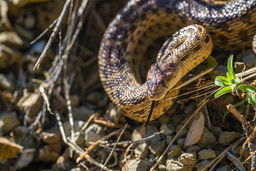 Naklejka premium Close-up of Pacific gopher snake (Pituophis catenifer catenifer) in the forest. 