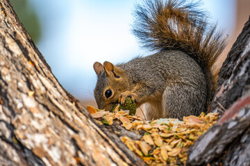 Eastern Fox Squirrel (Sciurus niger) sitting on a tree and eats a pine cone.