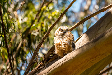 Owl chick sitting on a tree. 