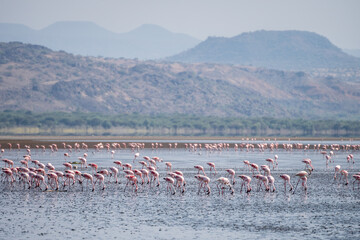 Obraz premium A beautiful flock of flamingos gracefully flying over Lake Natron, Tanzania