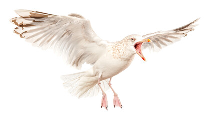 Obraz premium Seagull soars through the air with outstretched wings and open beak