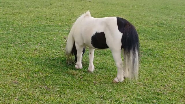 A black and white pony is seen from the rear side view, grazing on grass before running to join its companion. The pony's distinctive markings and playful behavior are highlighted