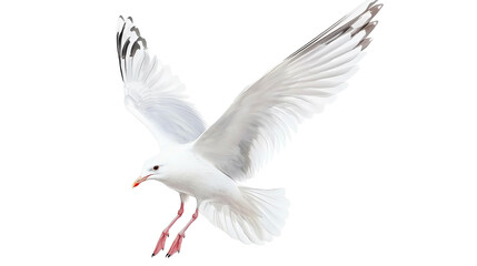 Obraz premium A majestic white bird soars gracefully against a transparent background