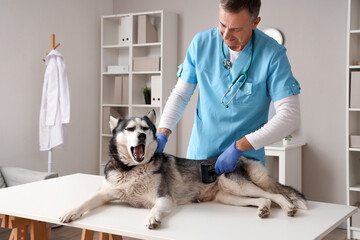 Male veterinarian brushing cute husky dog in clinic © Pixel-Shot