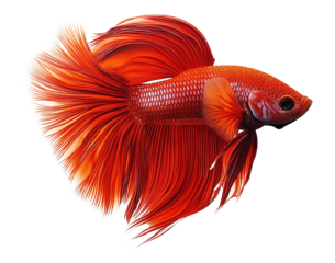 Red half moon siamese betta fish, PNG image, transparent background