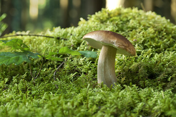 Close-up of wild boletus mushroom growing in lush forest, surrounded by moss and foliage,