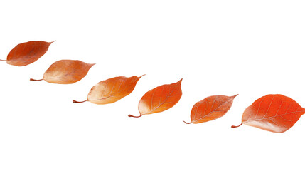 Autumn leaves softly drifting down on a white background, warm tones of orange and brown,