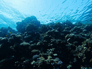 coral reef 