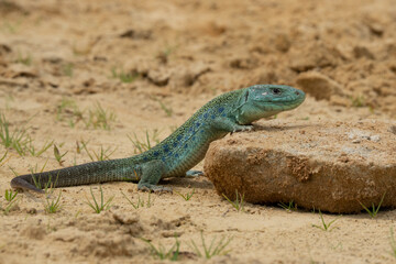 An beautiful adult male green lizard (lacerta bilineata) in the mountains in France.