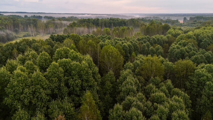 Green deciduous forest in the fog