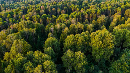 Obraz premium Green deciduous forest in the fog