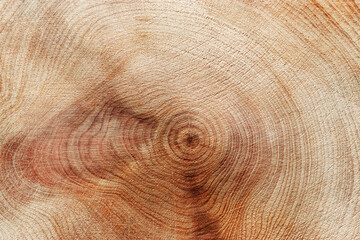 Slice of wood timber with juniper tree rings as natural geometric pattern, abstract nature background. Natural wooden organic textures and shapes, monochrome brown beige gradient color, earthy color