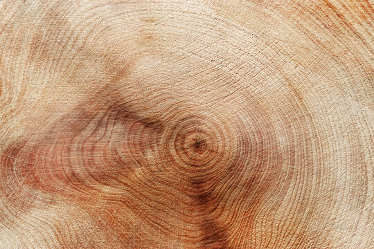 Fototapeta Slice of wood timber with juniper tree rings as natural geometric pattern, abstract nature background. Natural wooden organic textures and shapes, monochrome brown beige gradient color, earthy color