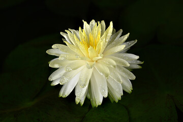 Close-up of beautiful yellow water lily with water drops on black background