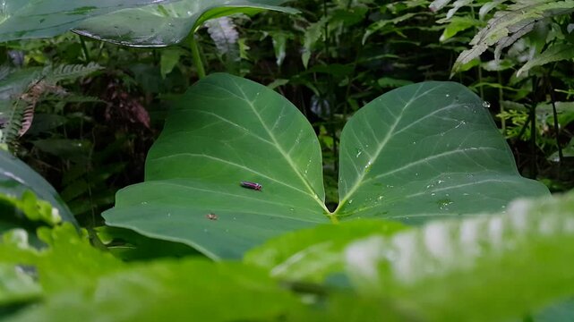 4k view of Leafhopper (Cicadellidae) on a taro leaf. Perfect for documentaries on tropical rainforests and World Nature Conservation Day on July 28th.