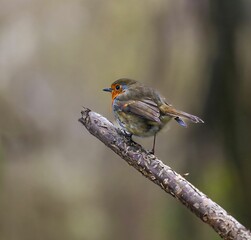 European robin on a branch.