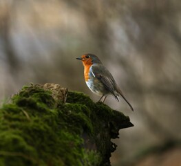 European robin on a mossy log in a forest.