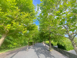Path of trees in urban industrial office area in Auckland, New Zealand.