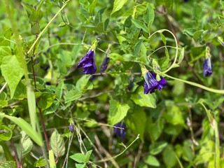A cluster of vibrant blue Butterfly Pea flowers blooming among lush green foliage