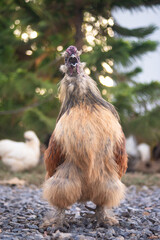 Brahma chicken on the farm, brown chicken on Gravel floor, poultry breeding on the farm, poultry...