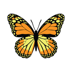 Butterfly vector Colour