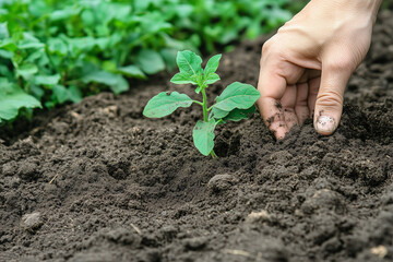 World Soil Day (WSD) highlights the importance of healthy soil.