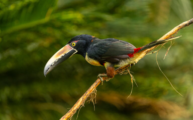 collared aracari, Halsbandarassari (Pteroglossus torquatus)