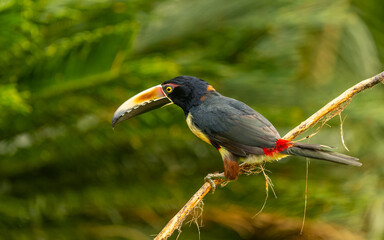 collared aracari, Halsbandarassari (Pteroglossus torquatus)