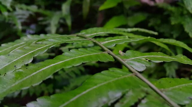 4k footage of Redeye cicadas (Genus Stagira) on a leaf. Perfect for a documentary in a tropical rainforest and World Wildlife Conservation Day on December 4th. rain drops on a leaf