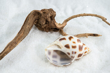 A close-up of a Leopard Volute shell on a white sand