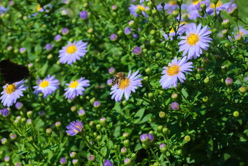 Pszczoła miodowa na kwiatach marcink&oacute;w