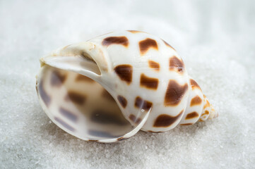 A close-up of a Leopard Volute shell on a white sand