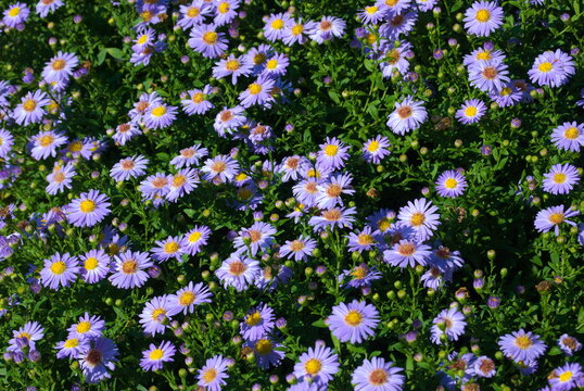 Polana marcink&oacute;w w blasku słońca