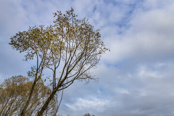 A tree with leaves is in the foreground of a cloudy sky