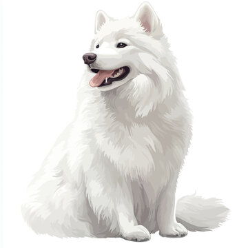 White Samoyed dog on a white background. Vector illustration. 