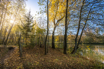 A forest with trees and a river