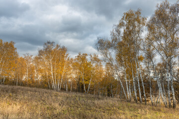 A field of trees with a cloudy sky in the background