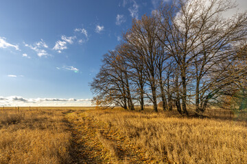 Obraz premium A field of tall grass with a few trees in the background