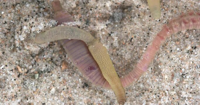 Colony of Arenicola marina worms burrow into sand close-up, class Polychaeta. They inhabit intertidal zone and dig holes in silty-sandy soil. White Sea