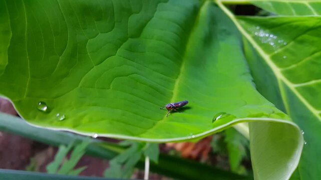 Aesthetic footage of Cicadellidae resting on a very green leaf. 4K footage. 
Black and red leafhopper perched on a plant leaf. Shot on the mountain.