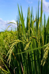 Close-up of rice grains in a green rice field with bright blue sky and sunlight.