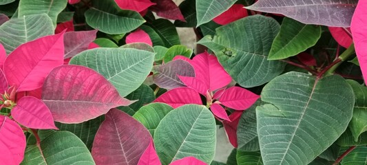 red and green leaves