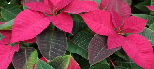 red and green leaves