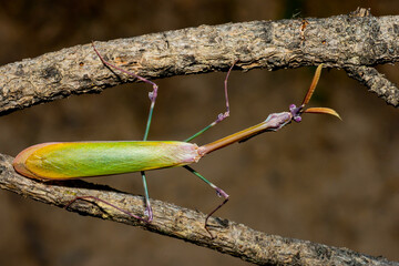 Praying Mantis macro detail shot